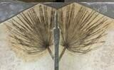 Fossil Palm Frond From Wyoming - Perfect Split! #78248-3